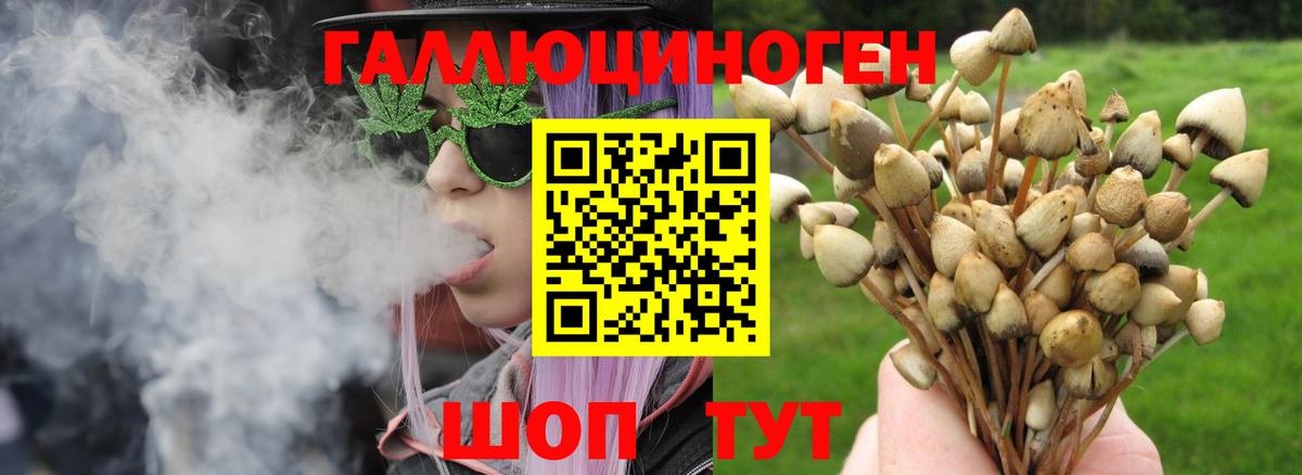 Галлюциногенные грибы Psilocybe  Вход с VPN  Знаменск  купить   Псилоцибиновые грибы Psilocybe 